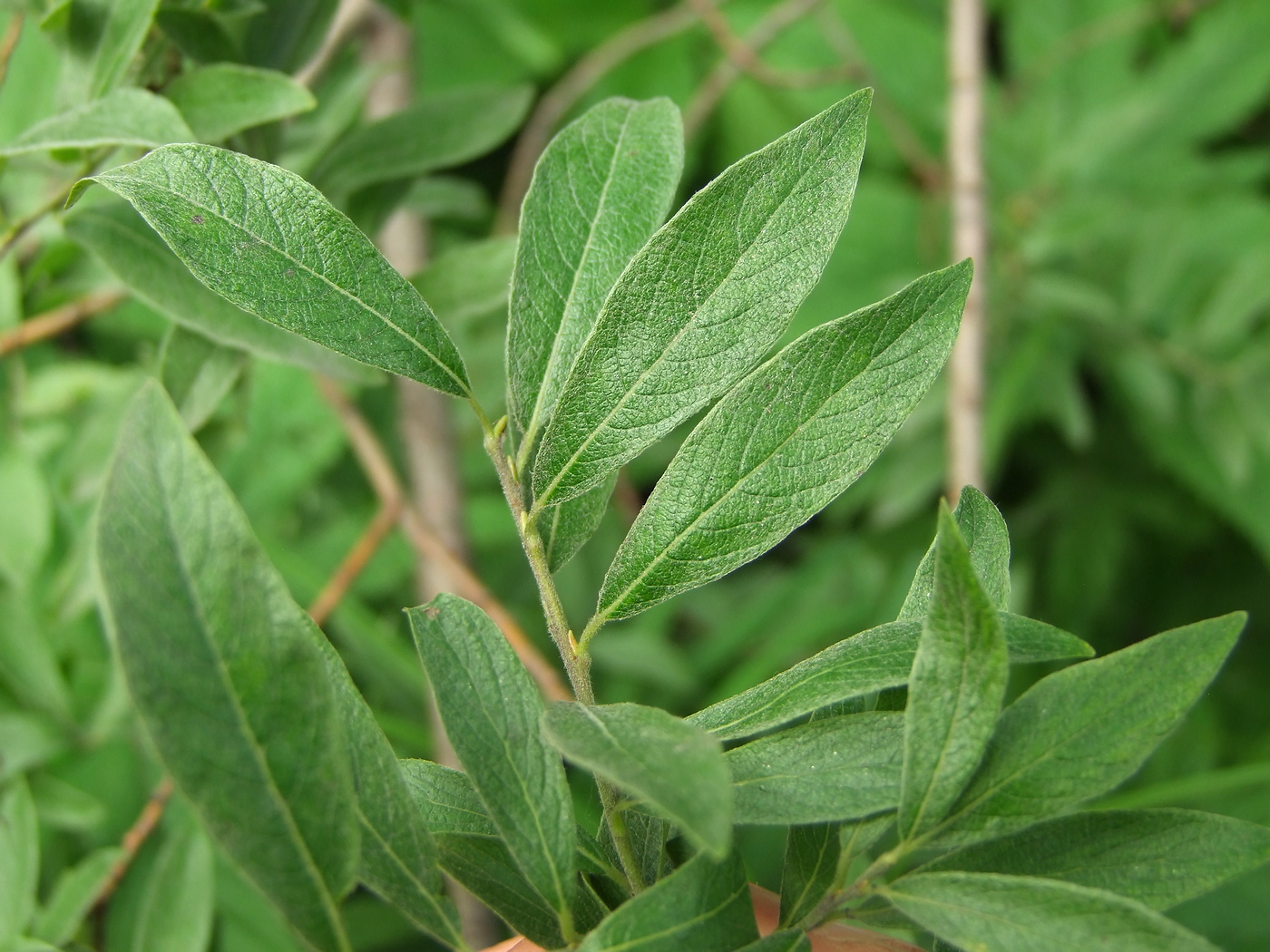 Изображение особи Salix bebbiana.