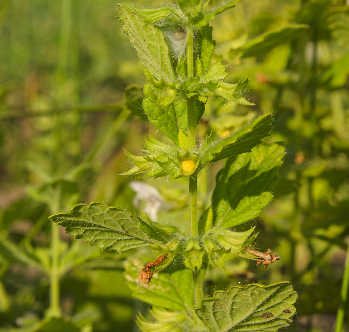 Image of Melissa officinalis specimen.