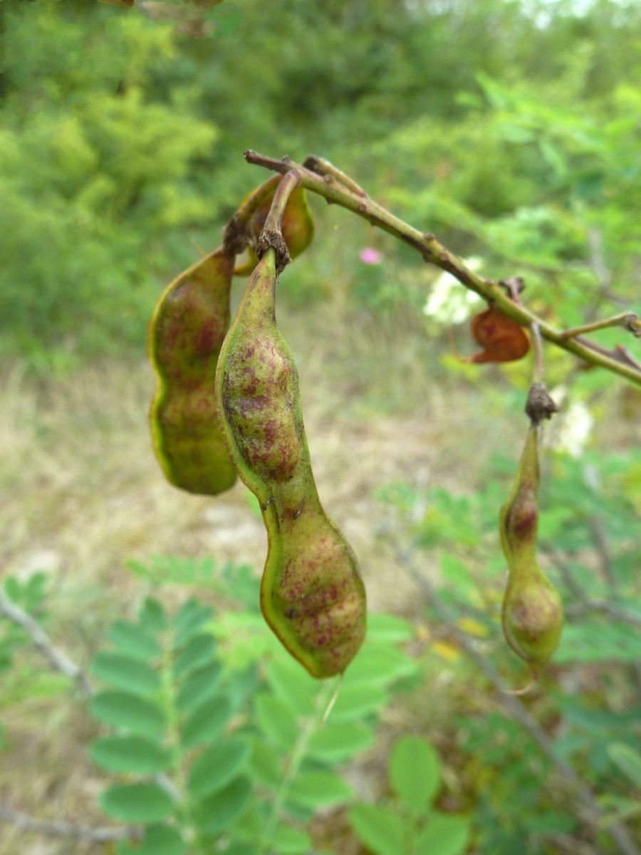 Image of Robinia pseudoacacia specimen.