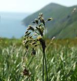 Scirpus maximowiczii