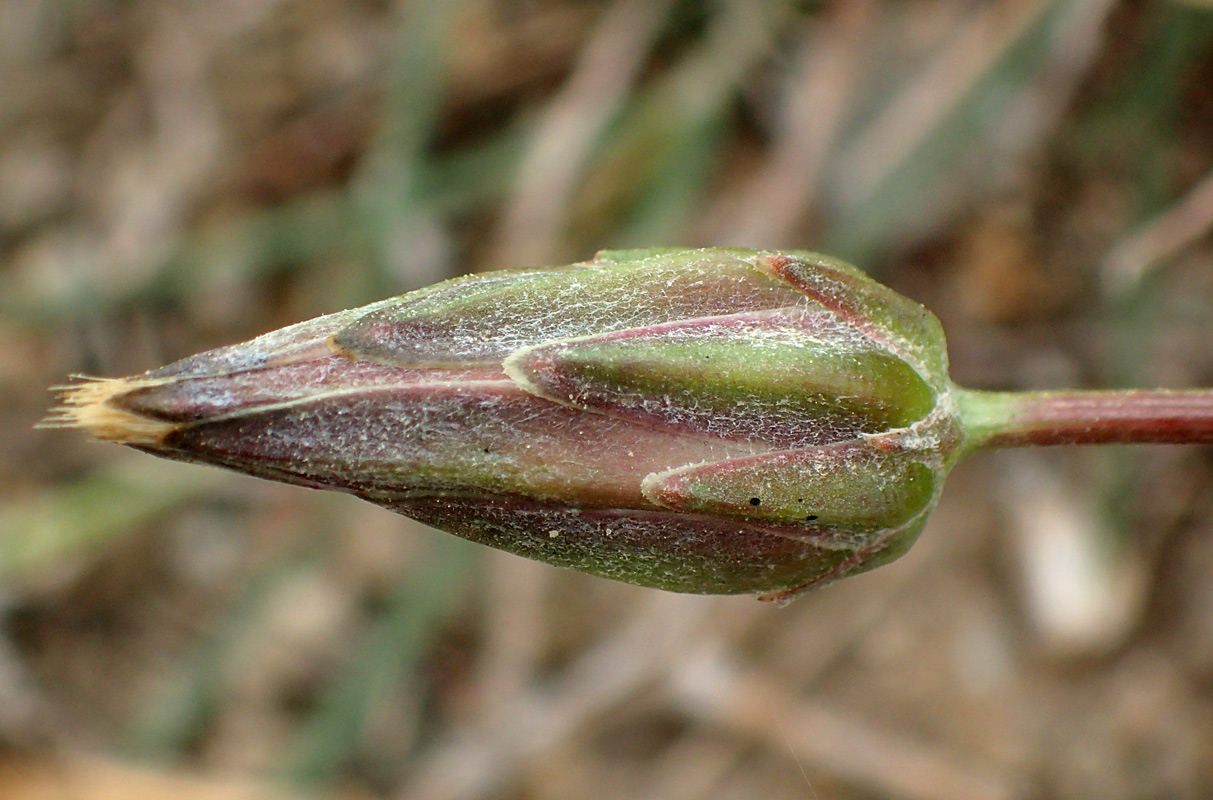 Image of Scorzonera cana specimen.