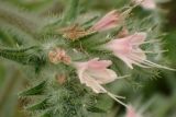 Echium biebersteinii