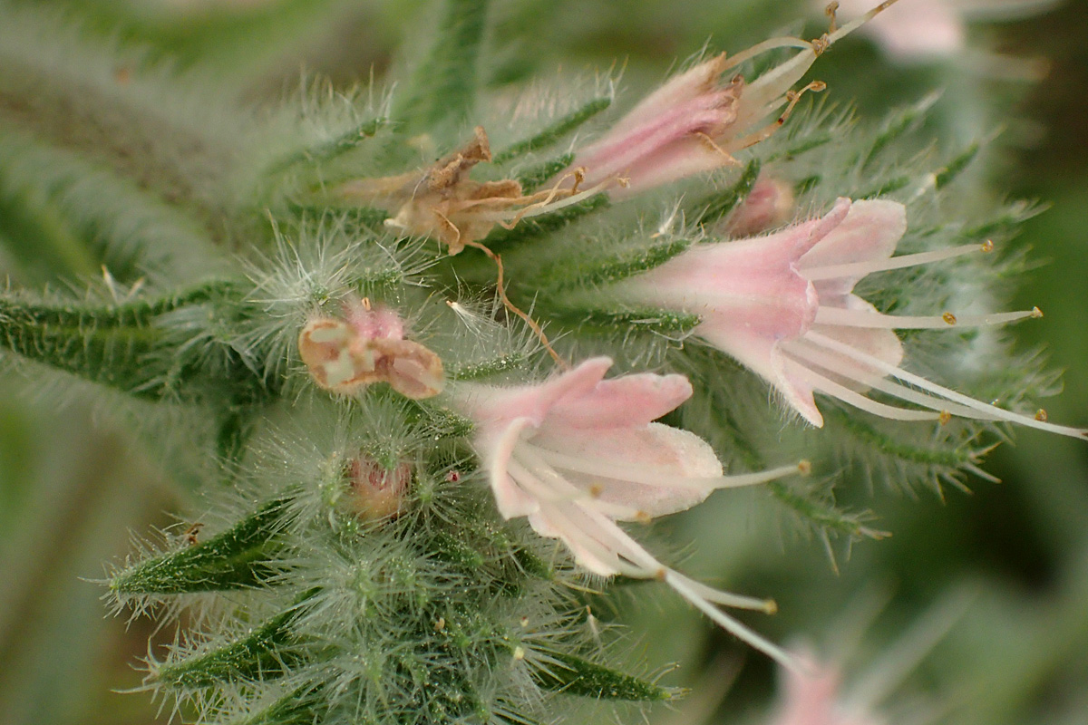 Image of Echium biebersteinii specimen.