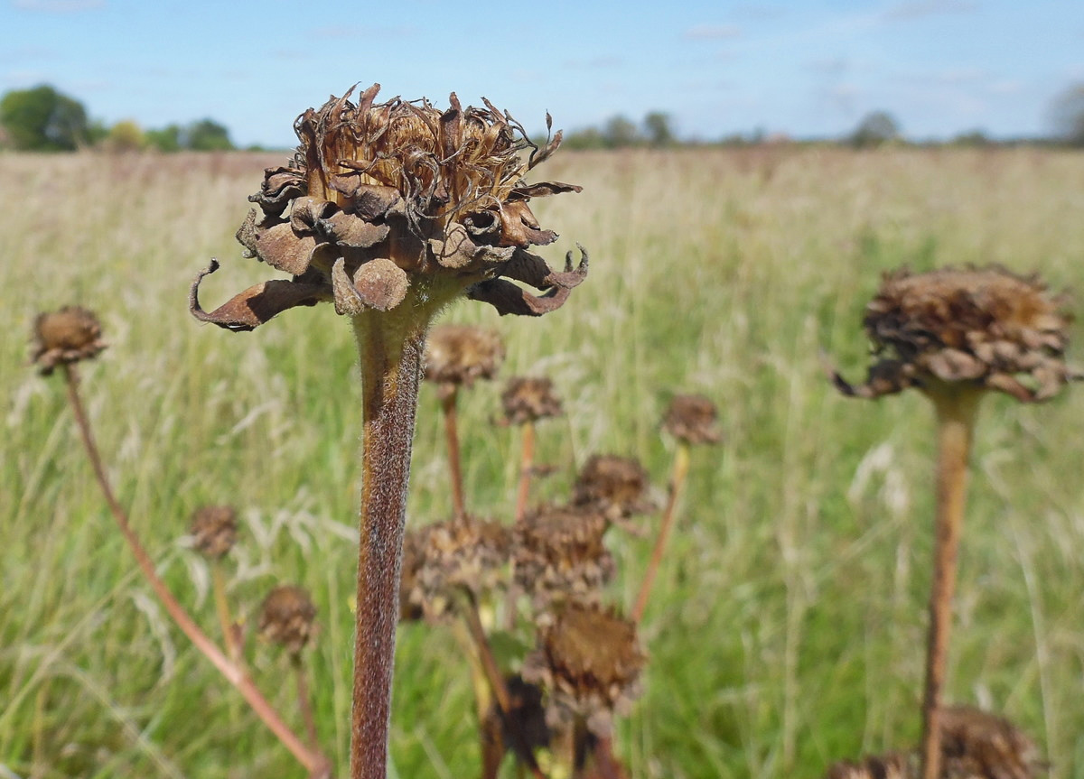 Image of Inula helenium specimen.