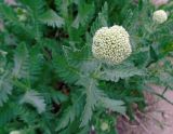 Achillea filipendulina