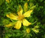 Hypericum perforatum