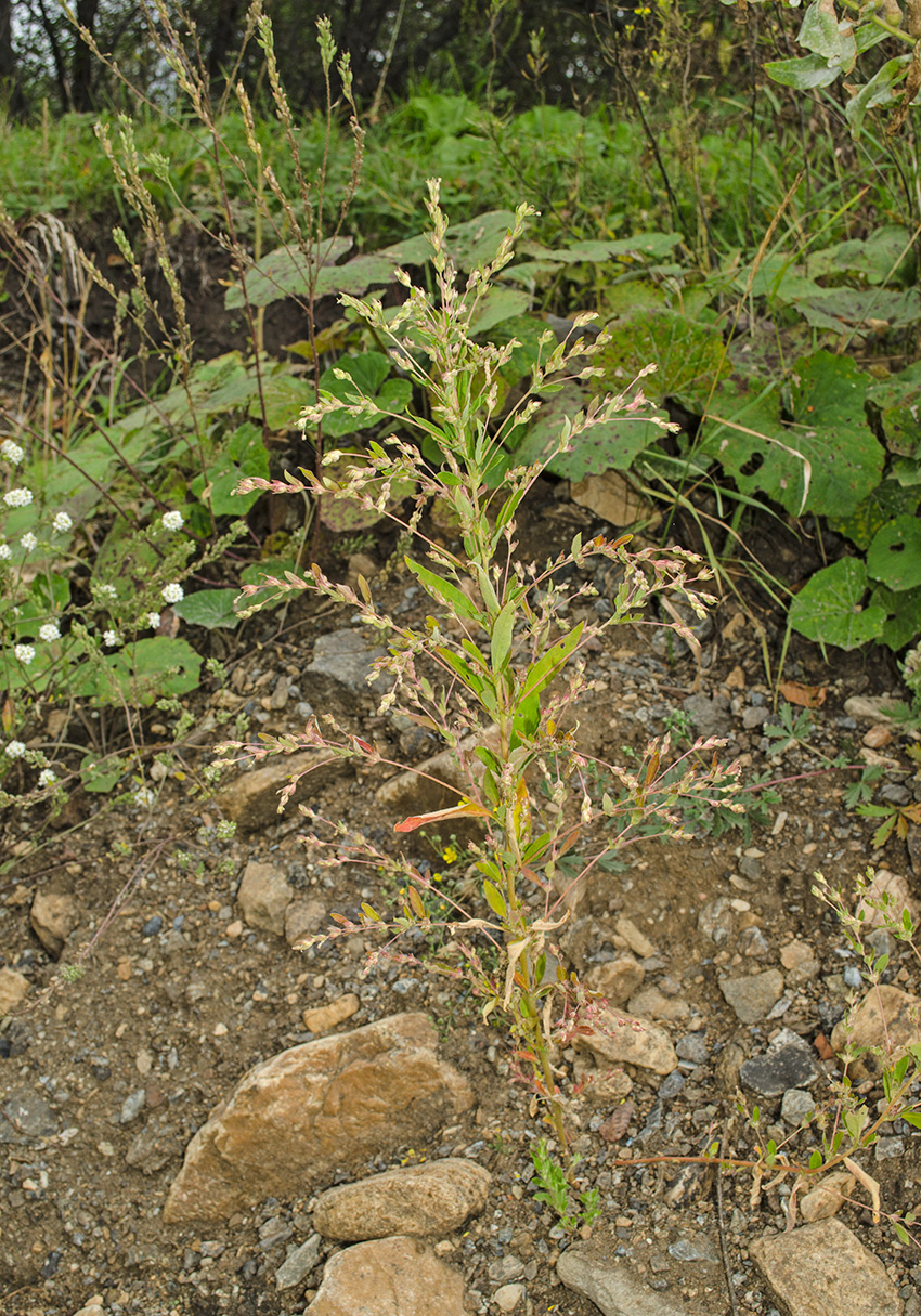 Image of Axyris amaranthoides specimen.