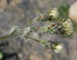 genus Antennaria. Верхушка побега с соцветием. Чукотка, Чаунский р-н, окр. г. Певек, склон сопки Певек. 19.06.2018.