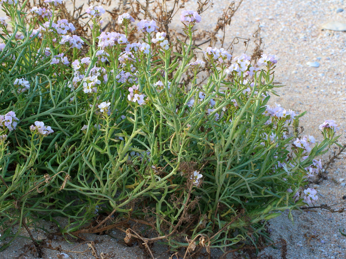 Image of Cakile euxina specimen.