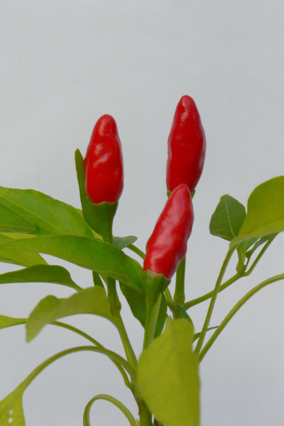 Image of Capsicum annuum specimen.