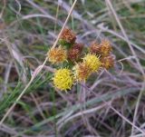 Galatella linosyris