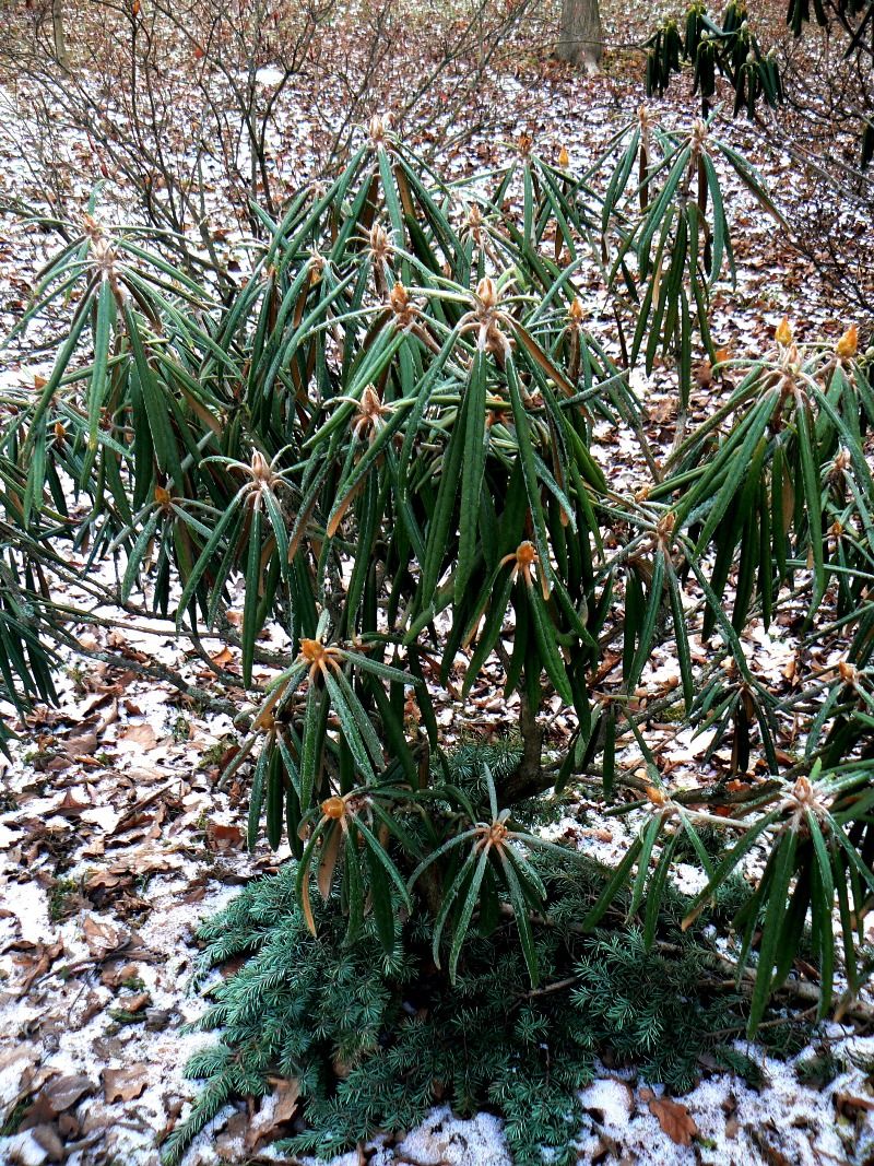 Image of Rhododendron catawbiense specimen.