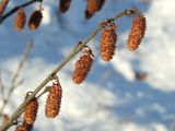 Betula divaricata
