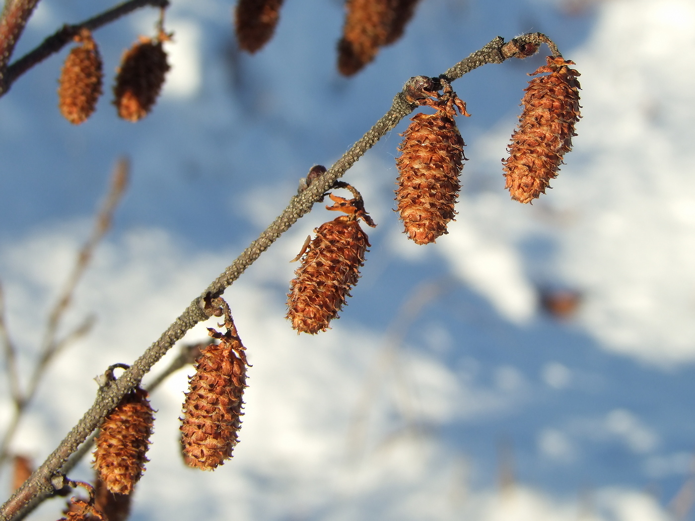 Image of Betula divaricata specimen.