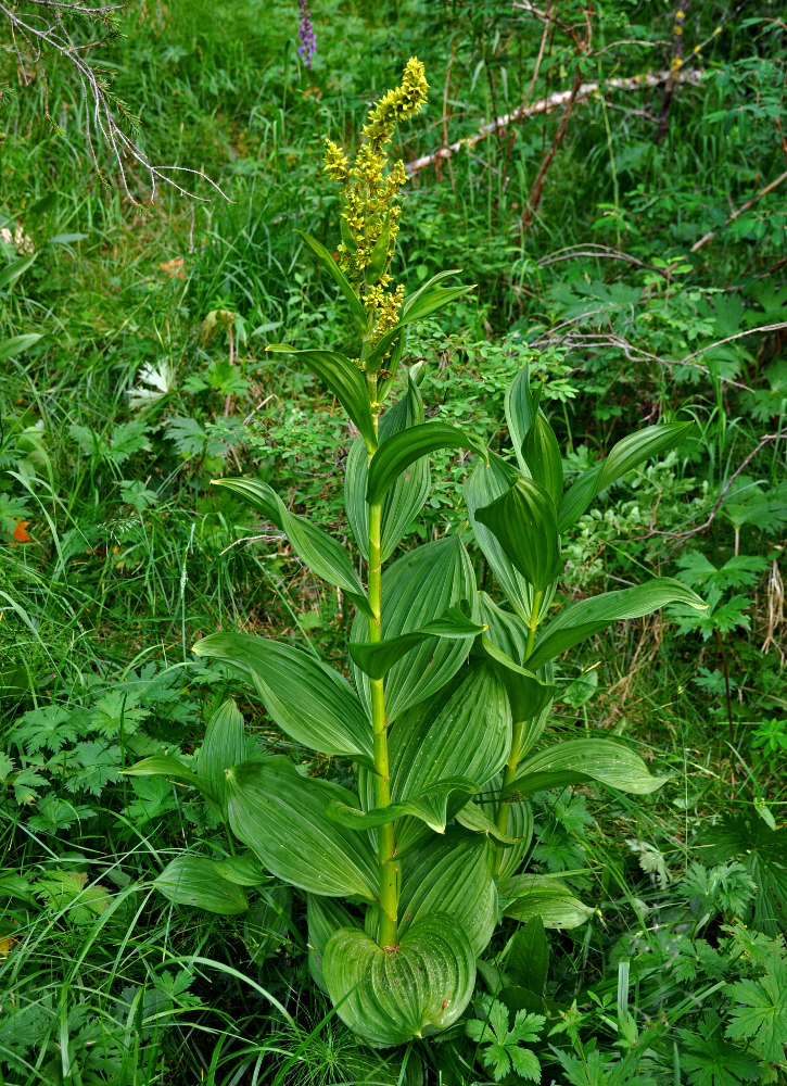 Изображение особи Veratrum lobelianum.