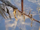 Elaeagnus angustifolia. Часть покоящегося побега с шипами и засохшими листьями. Тверская обл., г. Тверь, пос. Киселёво, ул. Сержанта Елизарова, в культуре у частного дома. 16 декабря 2018 г.