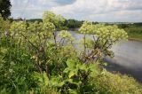 Archangelica officinalis. Верхушка цветущего и плодоносящего растения. Архангельская обл., Вельский р-н, окр. пос. Усть-Шоноша, высокий берег р. Вель. 10.07.2010.