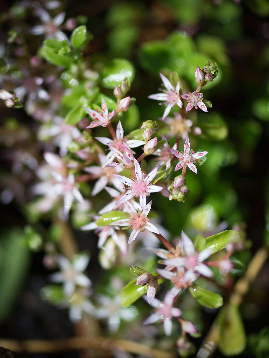 Image of Sedum stoloniferum specimen.
