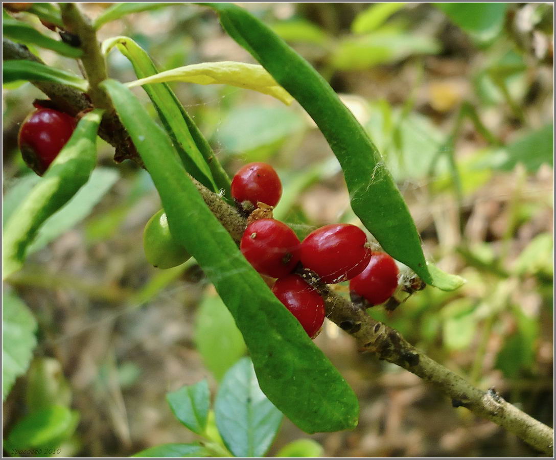 Image of Daphne mezereum specimen.