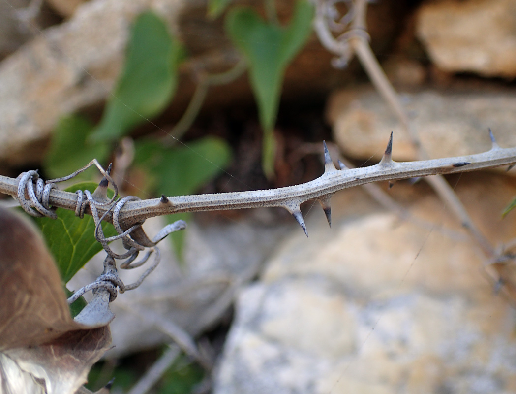 Image of Smilax aspera specimen.