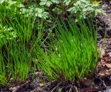 Allium schoenoprasum. Вегетирующие растения. Пермский край, Свердловский р-н, кладбище \"Южное\", клумба. 24.05.2018.