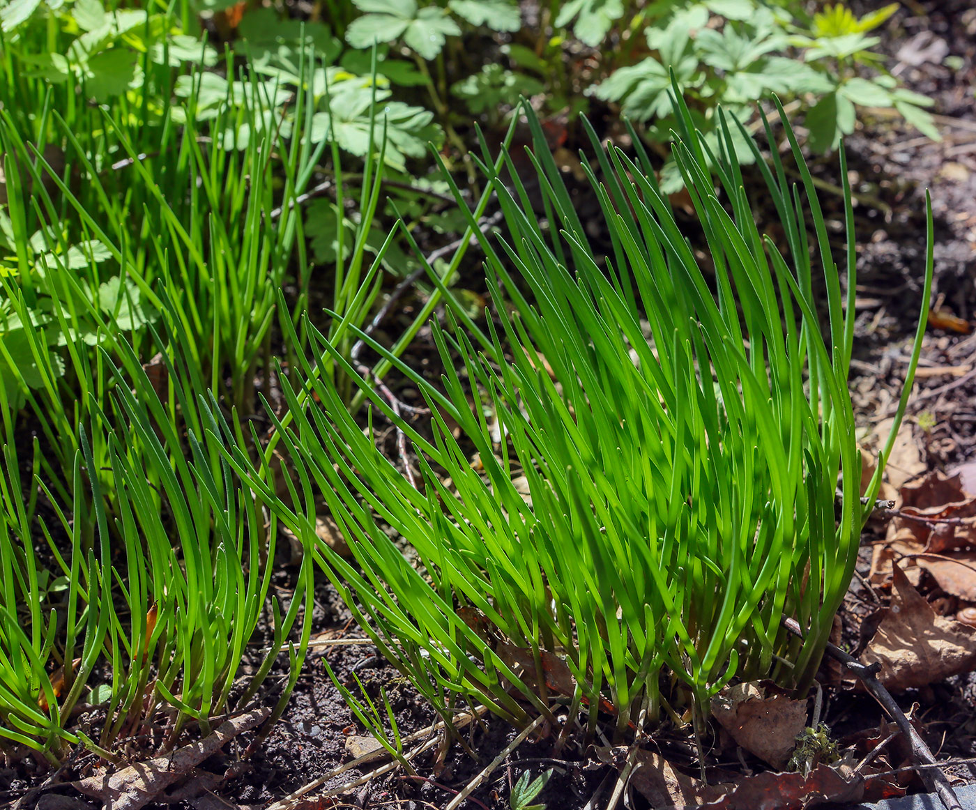 Изображение особи Allium schoenoprasum.