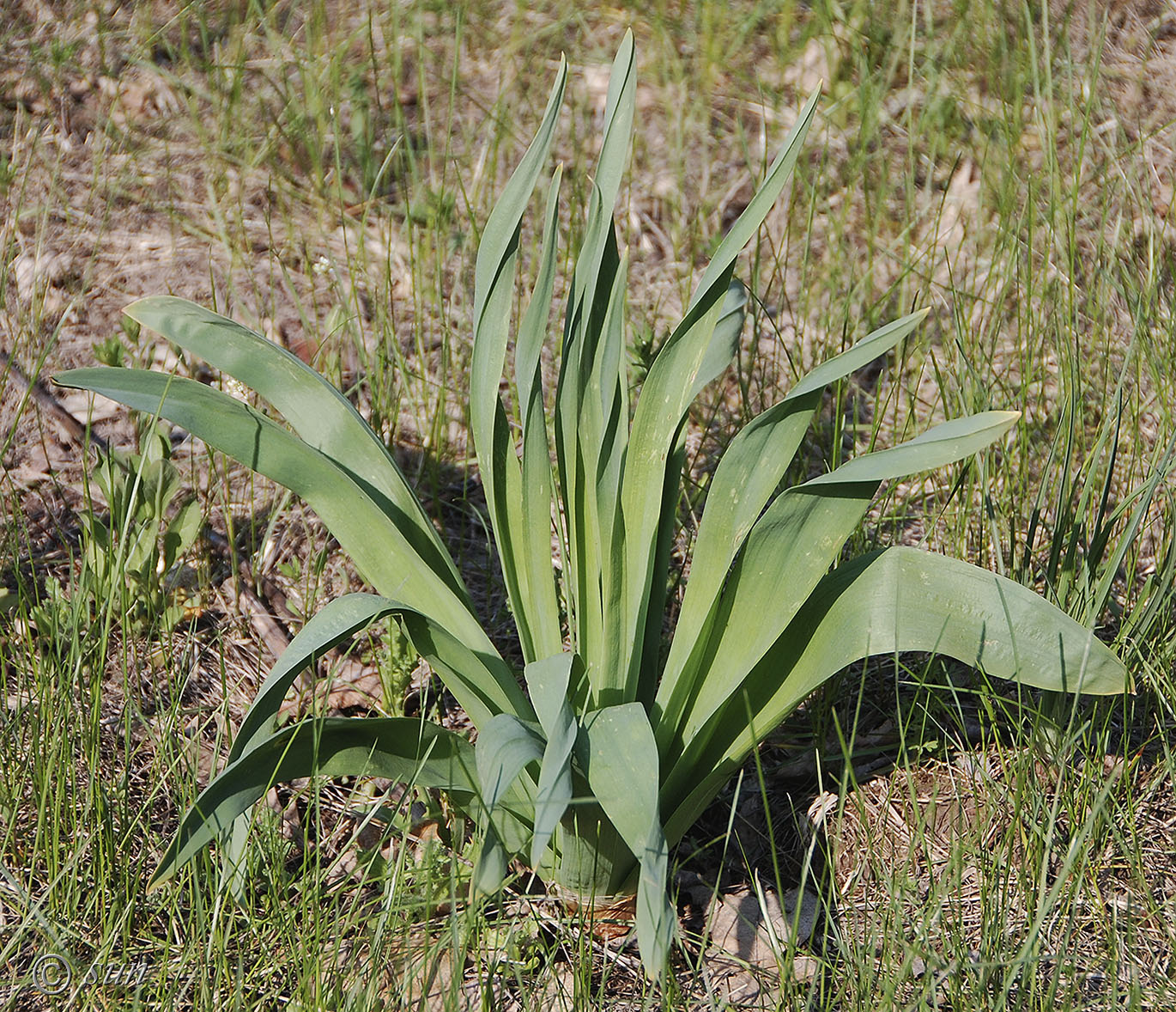 Image of Eremurus spectabilis specimen.