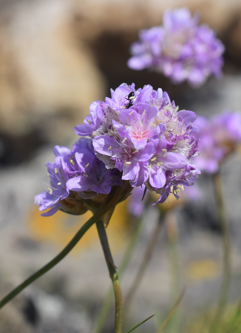 Изображение особи Armeria ruscinonensis.