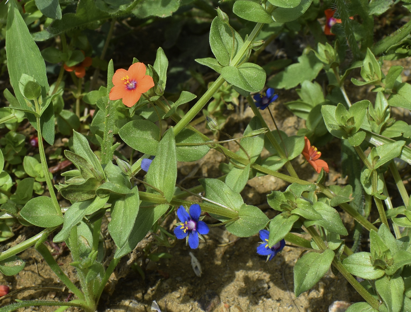 Изображение особи Anagallis arvensis.