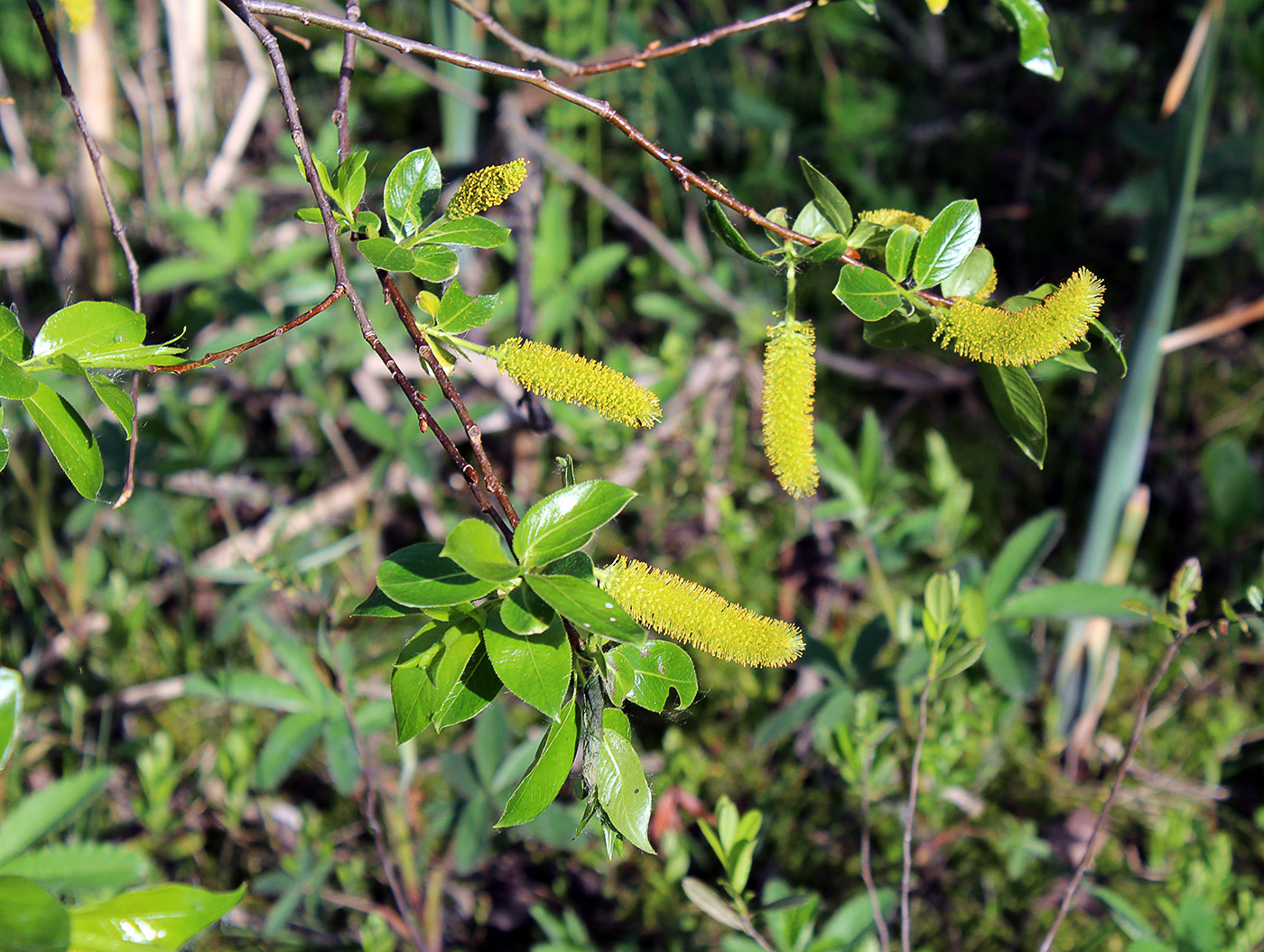 Image of Salix pentandra specimen.