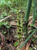 Equisetum hyemale. Молодые побеги рядом с прошлогодними. На заднем плане видны побеги Equisetum arvense. Ульяновск, Заволжский р-н, берег Куйбышевского водохранилища. 04.06.2019.