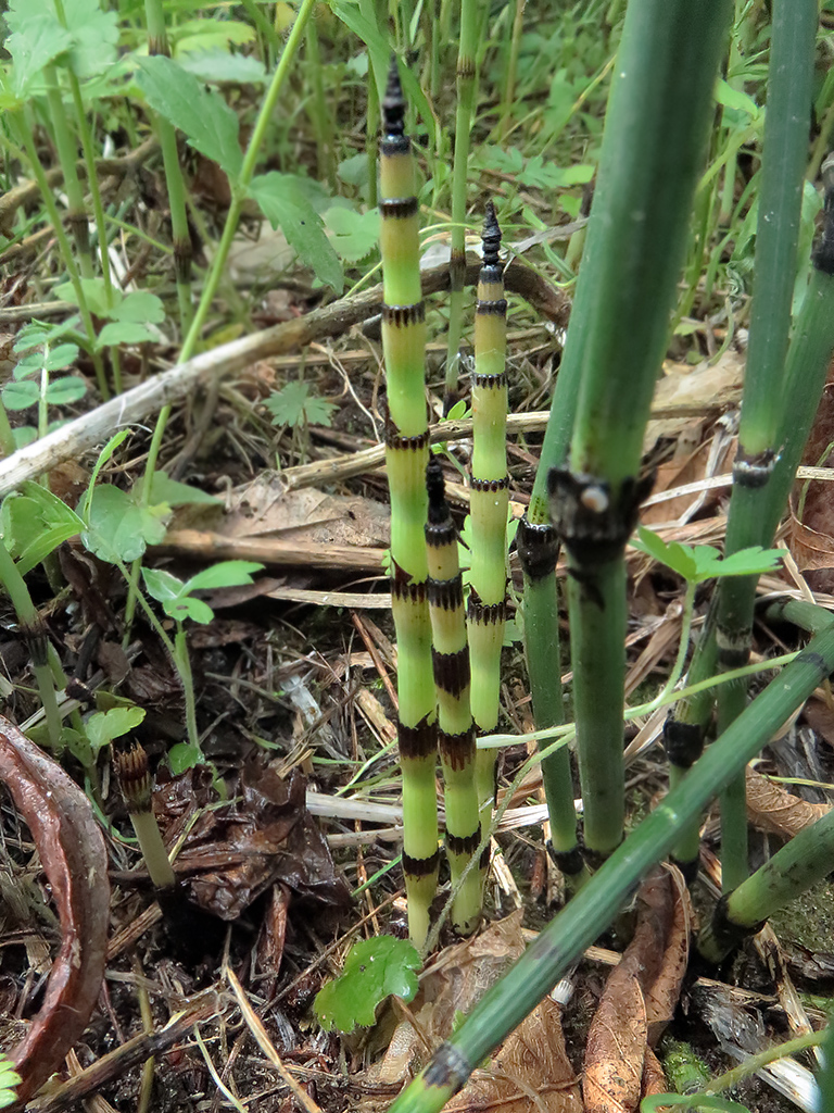 Изображение особи Equisetum hyemale.