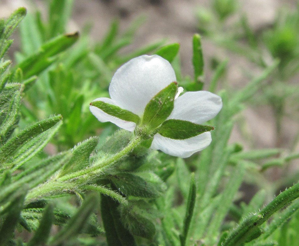 Image of Veronica caucasica specimen.