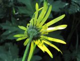 Doronicum macrophyllum