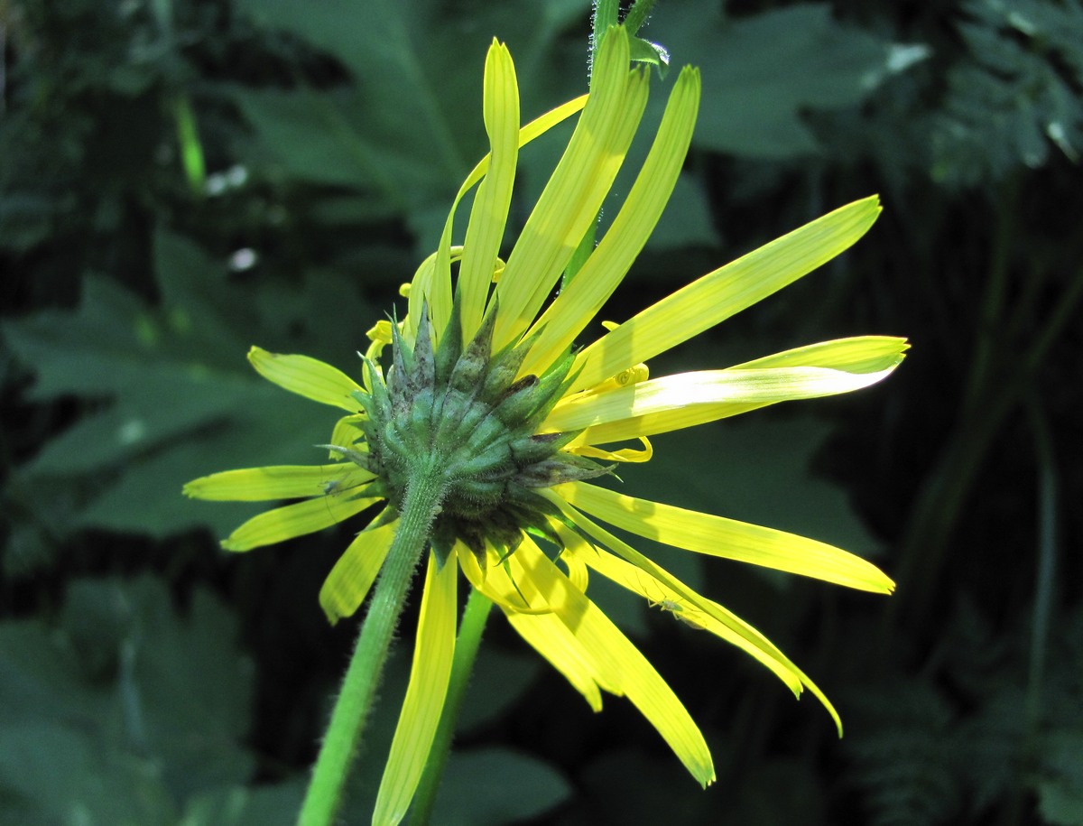 Изображение особи Doronicum macrophyllum.