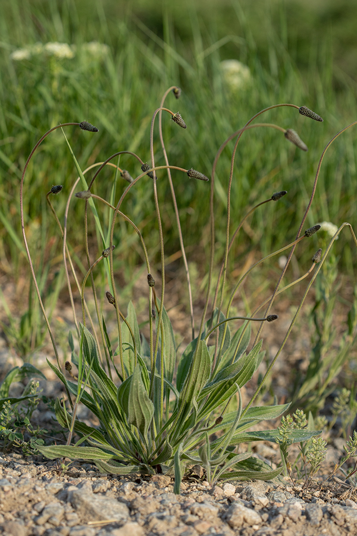 Изображение особи Plantago lanceolata.