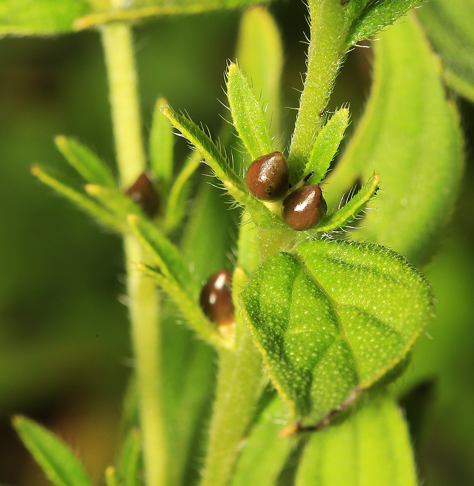 Изображение особи Lithospermum erythrorhizon.