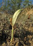 Iris acutiloba. Плодоносящее растение. Дагестан, Дербентский р-н, 4 км к западу от с. Музаим, долина р. Камышчай, степной склон. 30 мая 2019 г.