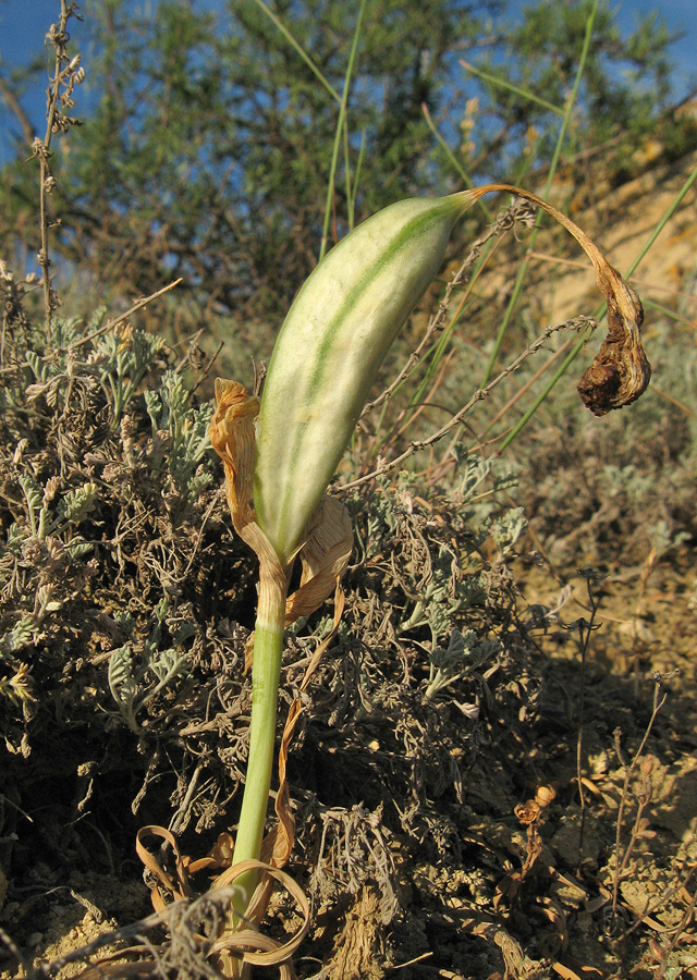 Image of Iris acutiloba specimen.