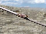 genus Betula. Часть побега с просыпающейся почкой. Дагестан, Левашинский р-н, окр. с. Леваши, ок. 1400 м н.у.м., склон. 26.04.2019.