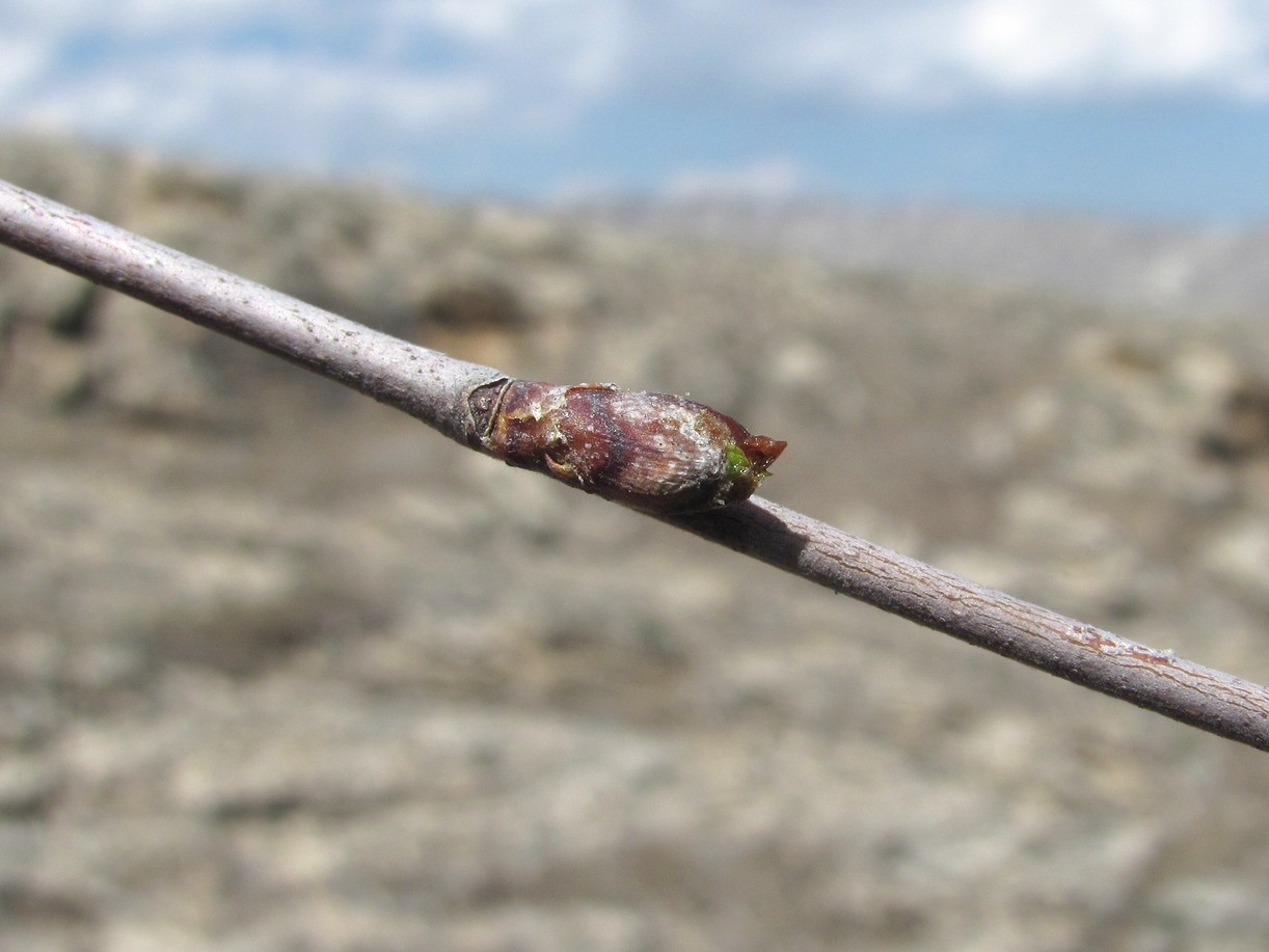 Image of genus Betula specimen.