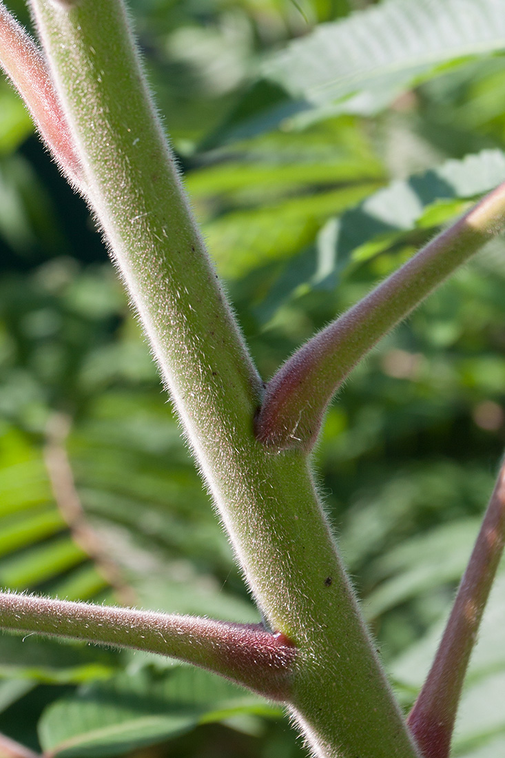 Image of Rhus typhina specimen.