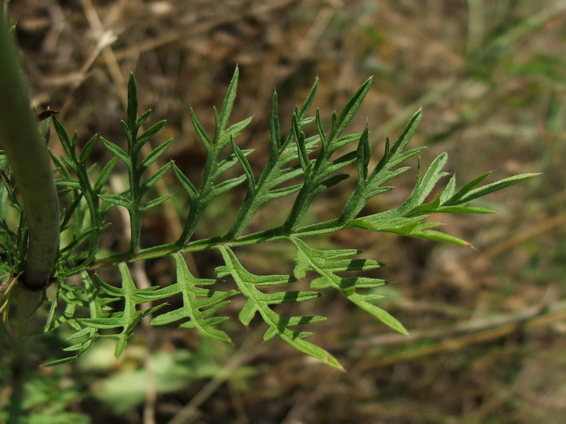 Image of Scabiosa praemontana specimen.
