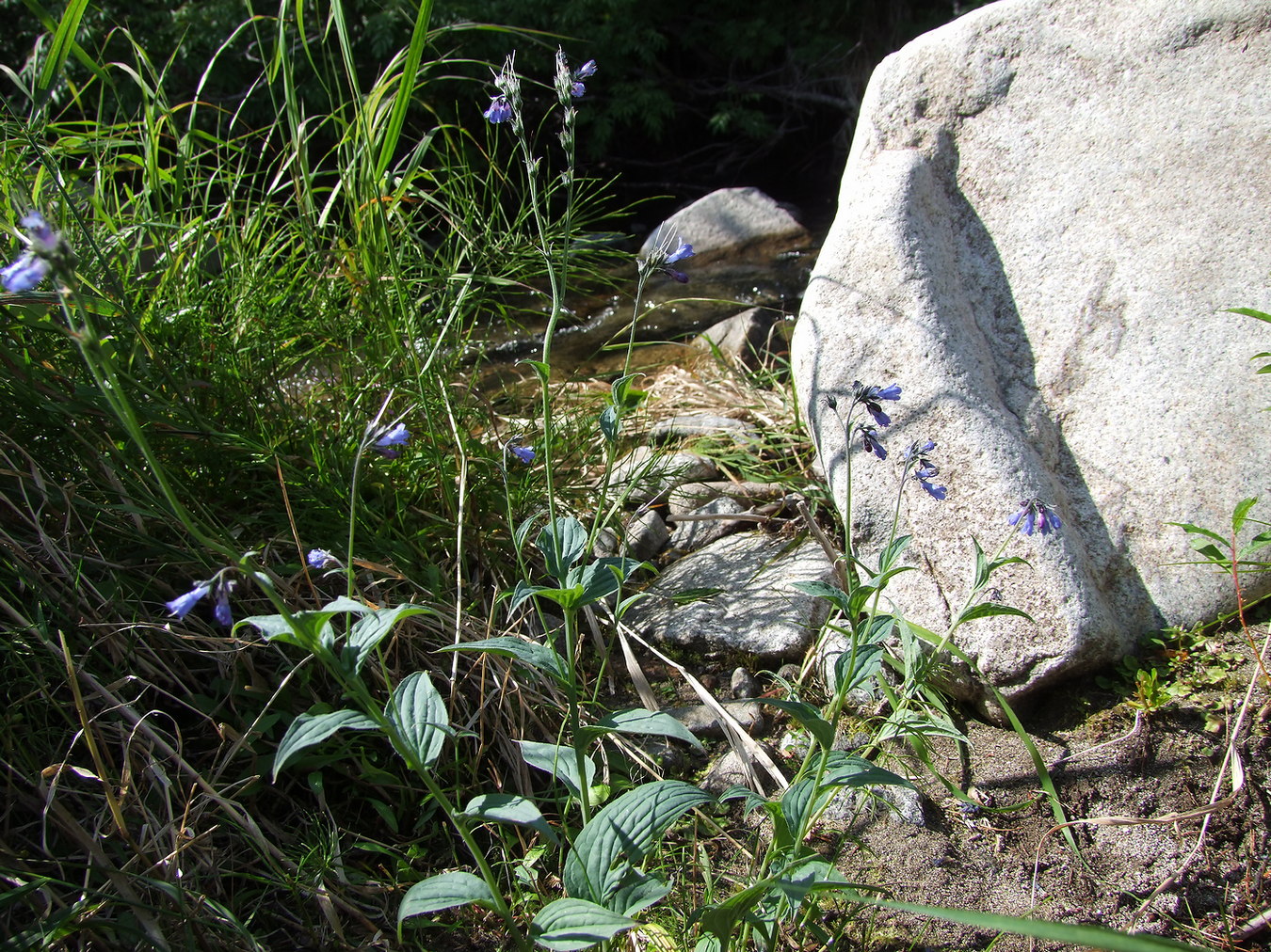 Image of Mertensia pubescens specimen.