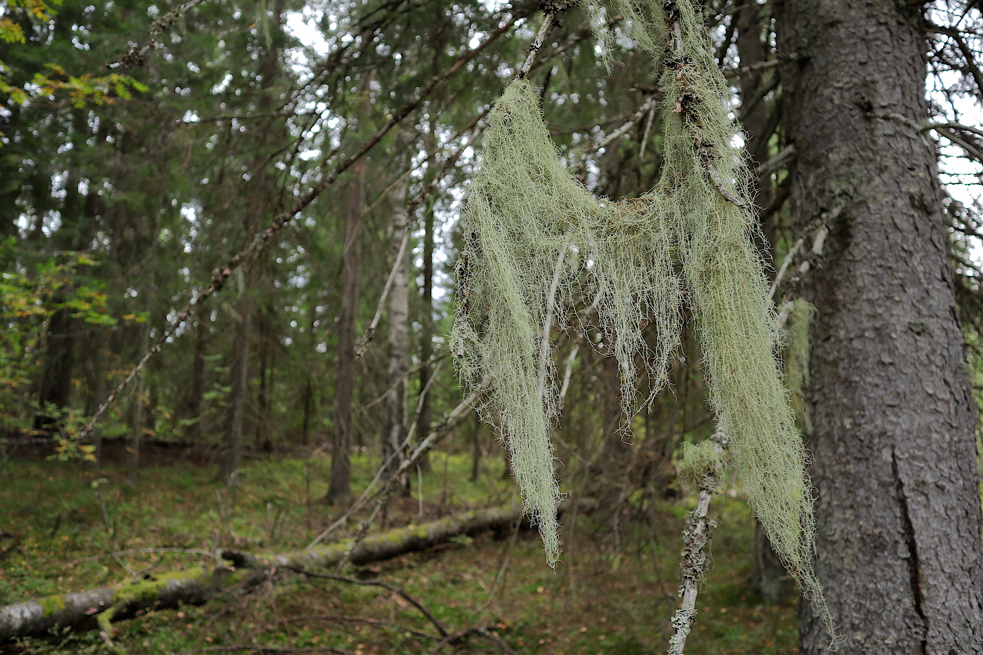 Image of genus Usnea specimen.