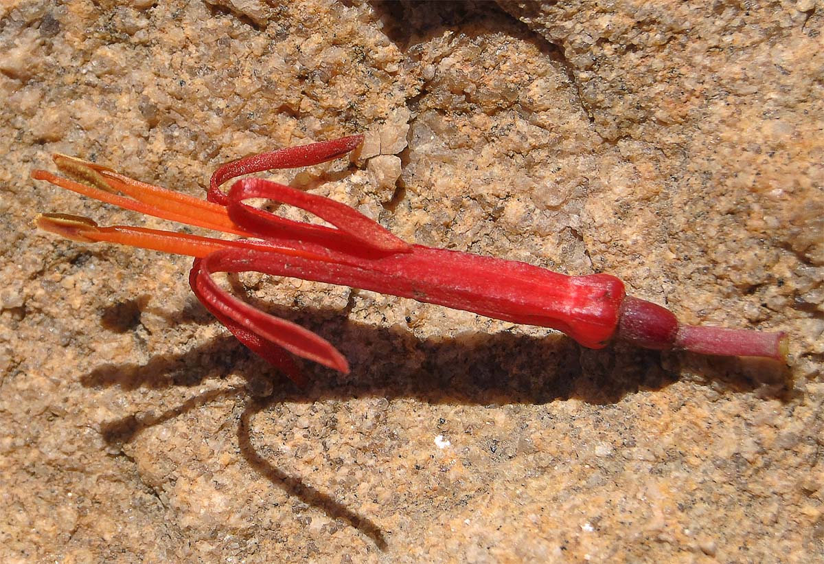 Image of Tristerix aphyllus specimen.