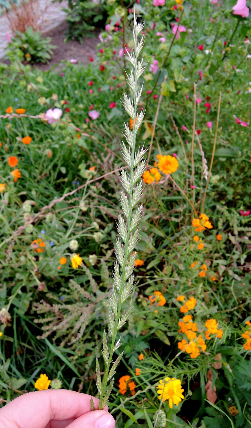 Image of Lolium multiflorum specimen.