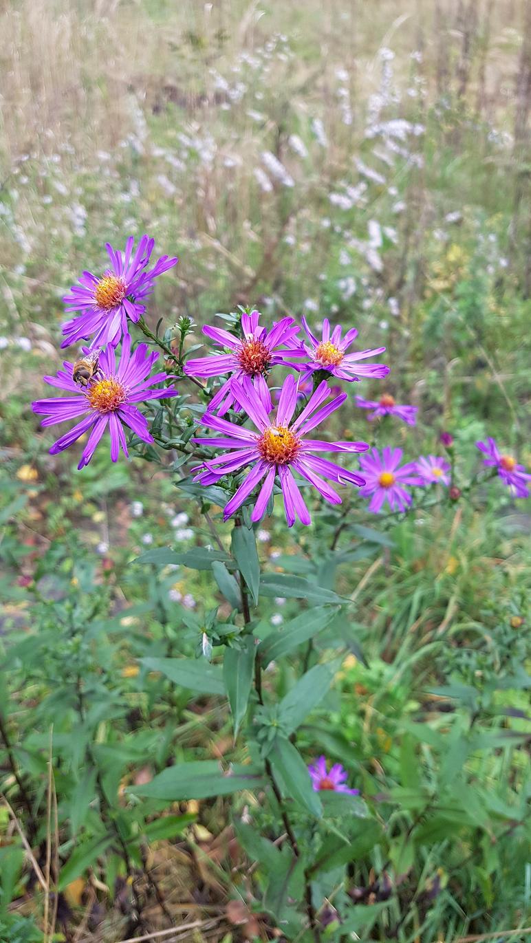 Image of Symphyotrichum laeve specimen.