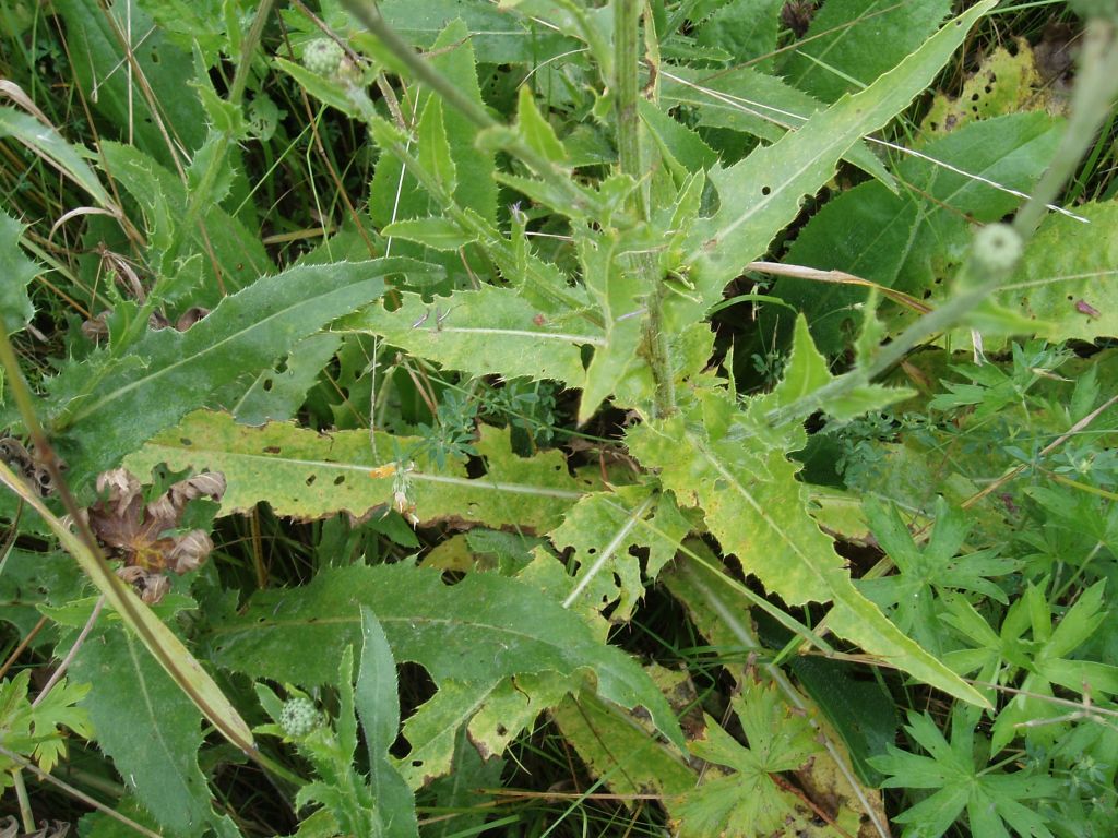 Image of Cirsium canum specimen.