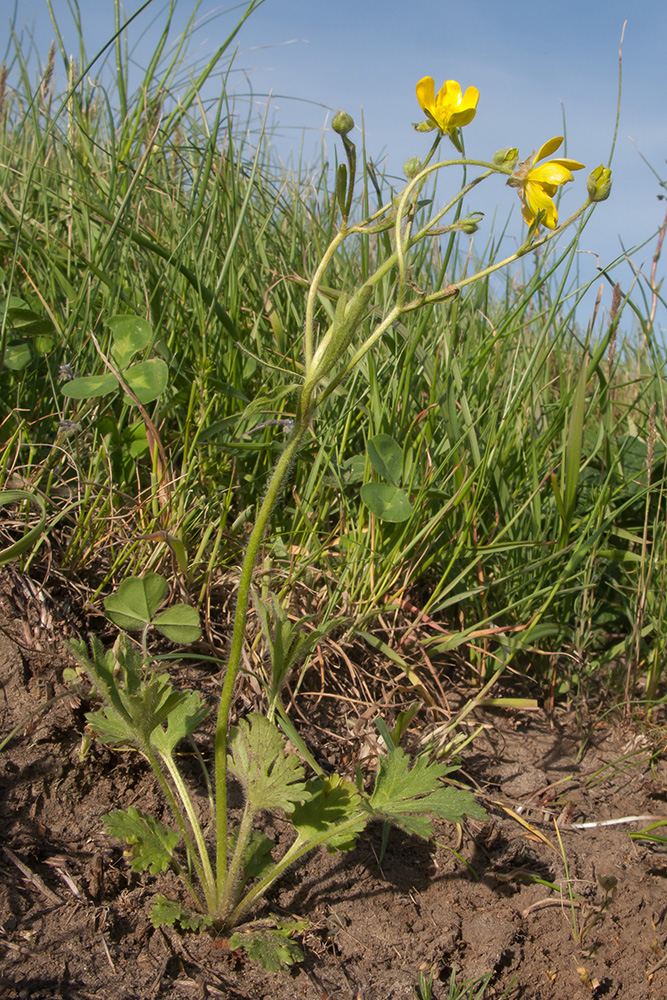 Изображение особи Ranunculus oxyspermus.